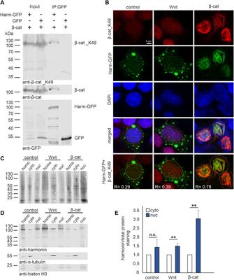 The Usher syndrome 1C protein harmonin regulates canonical Wnt signaling